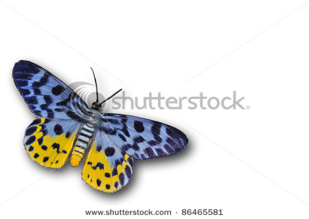 stock-photo-gold-moth-butterfly-isolated-on-white-86465581.jpg