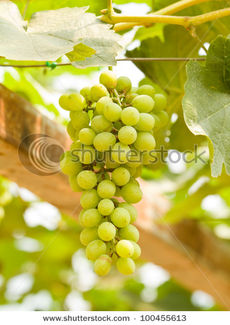 stock-photo-fresh-grape-on-tree-100455613.jpg