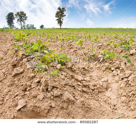 stock-photo-cassava-or-manioc-plant-field-with-blue-sky-89582287.jpg