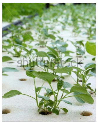 Organic-hydroponic-vegetable.jpg