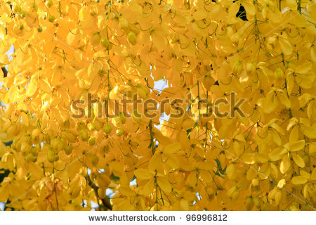 Golden Shower Tree.jpg