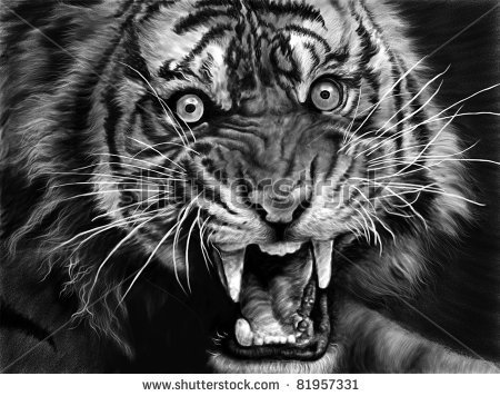 stock-photo-sketch-of-a-wild-tiger-in-black-and-white-81957331.jpg