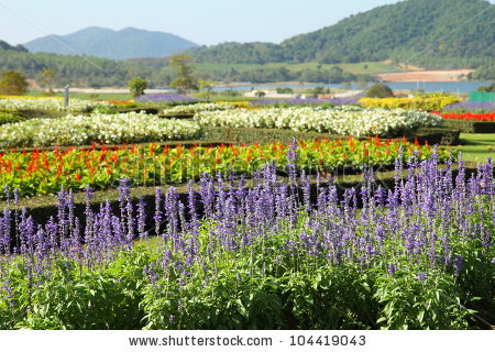 stock-photo-lavender-flowers-in-the-tropical-garden-104419043.jpg