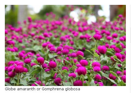 Globe-amaranth-or-Gomphrena-globosa-.jpg