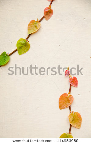 stock-photo-wall-with-a-climbing-plant-ficus-pumila-114983980.jpg
