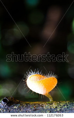 stock-photo-cookeina-tricholoma-mushroom-have-a-deep-cup-shaped-in-the-tropical-rain-forest-112179263.jpg