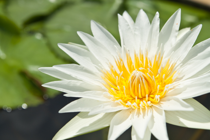 white lotus-1.jpg