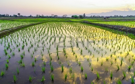 19419081-rice-paddy-fields-and-water-asia-countryside-in-thailand.jpg