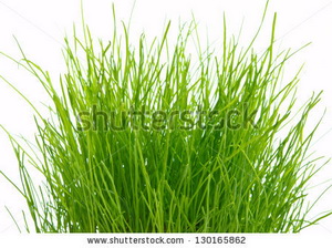 stock-photo-grass-130165862.jpg