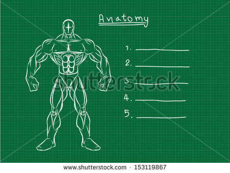stock-vector-male-anatomy-front-reference-153119867.jpg