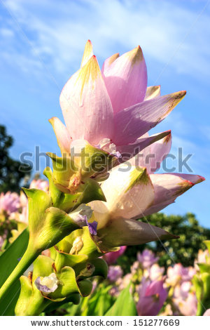 stock-photo-siam-tulip-pink-on-day-the-bright-sky-151277669.jpg