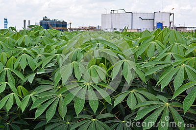 cassava-garden-starch-factory-32781001.jpg