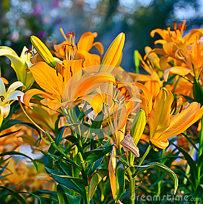 orange-lily-flower-garden-36186163.jpg