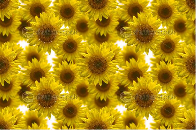stock-photo-sunflower-seamless-image-for-background-75645388.JPG