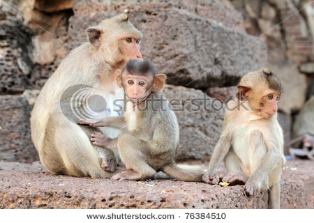 stock-photo-family-of-monkey-76384510.jpg