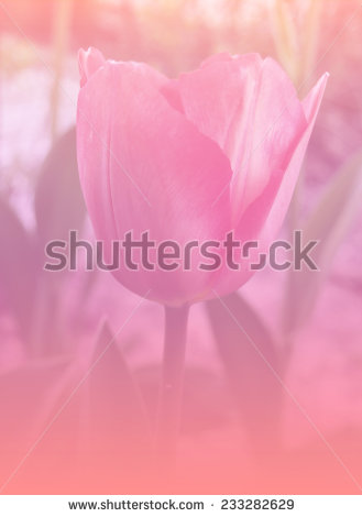 stock-photo-beautiful-pink-color-backgrounds-natural-tulips-233282629.jpg