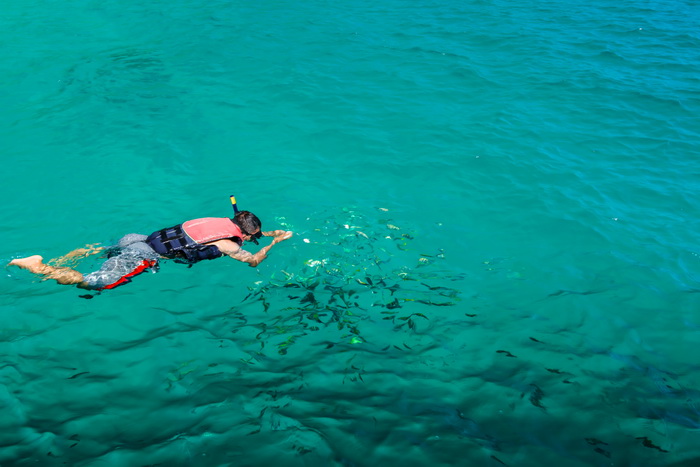 Snorkeling in a tropical sea and feeding fish-ex.jpg