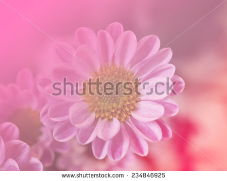 stock-photo-pink-color-backgrounds-single-flower-natural-234846925.jpg