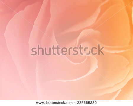 stock-photo-pink-and-organs-soft-color-backgrounds-nature-single-flowers-rose-235565239.jpg
