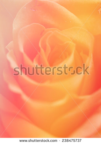 stock-photo-organs-soft-pink-color-background-nature-single-rose-flowers-238475737.jpg