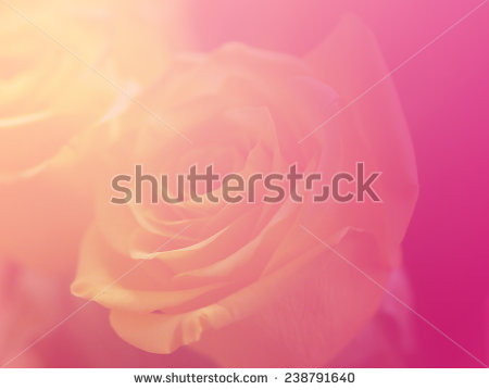 stock-photo-yellow-soft-pink-color-backgrounds-nature-rose-single-flowers-238791640.jpg