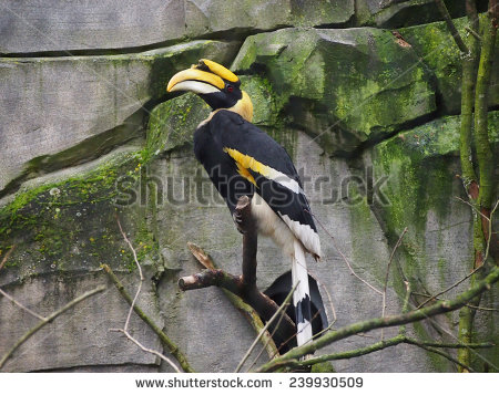 stock-photo-beautiful-hornbill-bird-nature-239930509.jpg