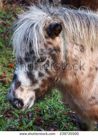 stock-photo-small-pony-cute-nature-239735500.jpg