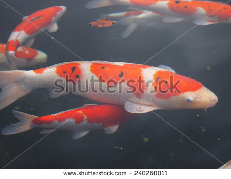 stock-photo-beautiful-color-fish-in-water-240260011.jpg