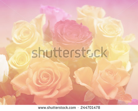 stock-photo-soft-love-color-nature-single-flowers-rose-backgrounds-closeup-244701478.jpg