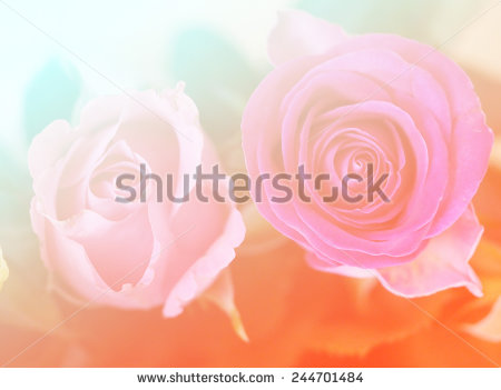 stock-photo-natural-soft-light-color-rose-flowers-single-backgrounds-244701484.jpg