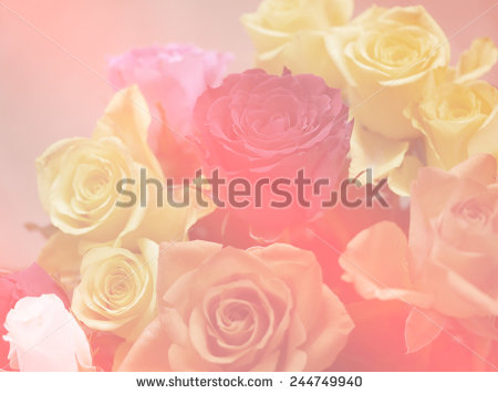 stock-photo-soft-color-pink-nature-single-rose-flowers-background-244749940.jpg