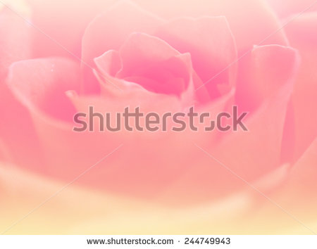 stock-photo-soft-color-sweet-backgrounds-natural-flowers-single-backgrounds-244749943.jpg