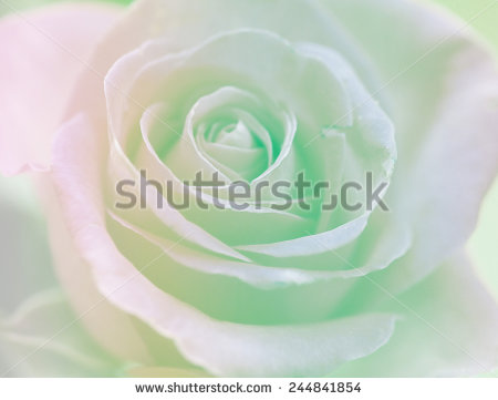 stock-photo-green-soft-color-backgrounds-nature-single-flowers-rose-244841854.jpg