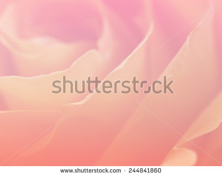 stock-photo-soft-color-backgrounds-nature-rose-closeup-flowers-244841860.jpg