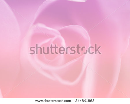 stock-photo-sweet-soft-pink-color-nature-single-flowers-rose-backgrounds-244841863.jpg