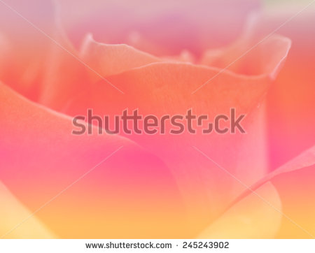 stock-photo-organs-pink-yellow-color-backgrounds-nature-rose-closeup-flowers-245243902.jpg