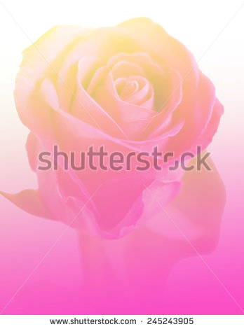 stock-photo-pink-soft-nature-flowers-rose-closeup-backgrounds-245243905.jpg