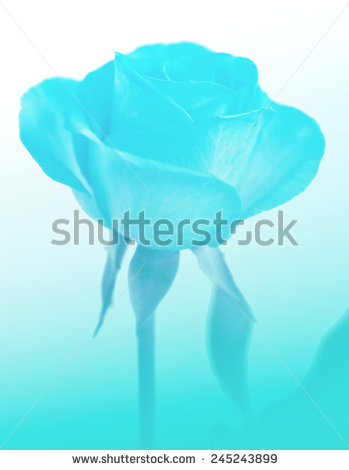 stock-photo-blue-and-white-color-backgrounds-nature-rose-closeup-flowers-245243899.jpg