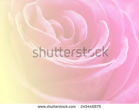 stock-photo-pink-rose-flowers-backgrounds-colorful-natural-245440870.jpg