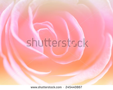 stock-photo-soft-pink-color-backgrounds-rose-flowers-natural-closeup-245440867.jpg