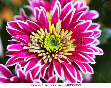 stock-photo-pink-single-flowers-natural-garden-autumn-246227953.jpg
