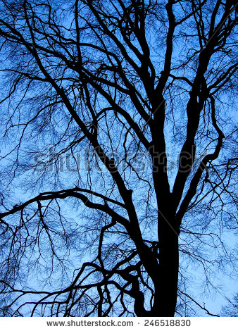 stock-photo-blue-sky-backgrounds-natural-black-tree-evening-autumn-246518830.jpg