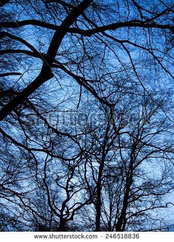 stock-photo-natural-autumn-tree-black-backgrounds-blue-sky-246518836.jpg
