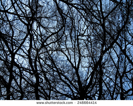 stock-photo-autumn-tree-black-vintage-natural-sky-backgrounds-246664414.jpg