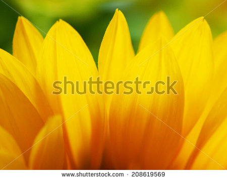 stock-photo-sunflowers-single-backgrounds-208619569.jpg