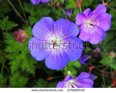 stock-photo-natural-flowers-single-in-spring-225880540.jpg