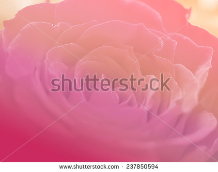 stock-photo-closeup-backgrounds-nature-single-flowers-rose-pink-color-237850594.jpg