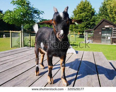stock-photo-black-goat-looking-nature-summer-320528177.jpg