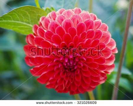 stock-photo-red-nature-dahlia-floral-single-in-garden-321026609.jpg