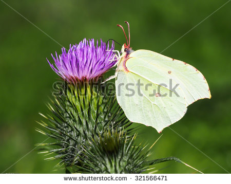 stock-photo-citron-butterfly-sitting-on-flowers-321566471.jpg